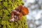 Edible mushrooms known as Jews ear