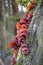 Edible mushrooms known as Jews ear on elderberry tree