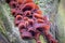 Edible mushrooms known as Jews ear or Wood ear