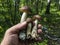 Edible mushrooms with the Latin name Leccinum scabrum on the hand of a person