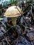 Edible mushrooms with the Latin name Leccinum scabrum, macro, narrow focus zone