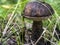 Edible mushrooms with the Latin name Leccinum scabrum, macro, narrow focus zone