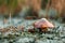 Edible Mushrooms oily close-up in the forest on bluish moss. The concept of a mushroom season