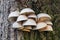 Edible mushrooms of oyster mushroom Pleurotus ostreatus grows