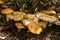 Edible Mushrooms Paxillus Involutus