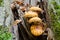 Edible mushrooms Pholiota aurivella grow in the forest on the tr