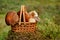 Edible mushrooms in a plastic basket in the forest