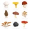 Edible mushrooms set. Cartoon flat design collection. Champignon, chanterelle, porcini, morel, shiitake, honey agaric, oysters, bl