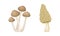 Edible mushrooms species set. Yanagi matsutake and morel mushroom vector illustration