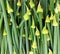 Edible onion leaves and flower buds