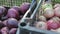 Edible onion is in a plastic crates, the onion harvest