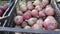 Edible onion is in a plastic crates, the onion harvest