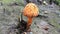 Edible orange-cap mushroom growing on green moss in tropical rain forest