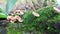 Edible orange-cap mushroom growing on green moss in tropical rain forest