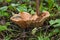 Edible Orange Milk Cap, or False Saffron Milk Cap mushroom, Lactarius deterrimus, among needles and small green plants on sunny