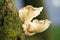 Edible Oyster Mushrooms on trunk of tree.