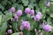 Edible pale purple Chives flowering in spring. Culinary herb.