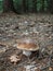 Edible Penny Bun mushroom in the autumnal forest