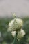 Edible plant, blooming perennial green onions (Welsh), growing in the garden