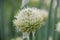 Edible plant, blooming perennial green onions (Welsh), growing in the garden