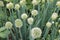 Edible plant, blooming perennial green onions (Welsh), growing in the garden