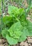 Edible plant garden orach (Atriplex hortensis) grows in spring