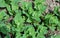 Edible plant garden orach (Atriplex hortensis) grows in spring