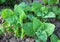 Edible plant garden orach (Atriplex hortensis) grows in spring