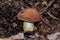 edible polish mushroom with a brown hat grows in the forest on a warm day