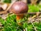 Edible polish mushroom (Polonica boletus) in green moss, macro