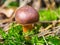 Edible polish mushroom (Polonica boletus) in green moss with pine needles, close up