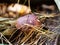 Edible polish mushroom (Polonica boletus) in pine needles in the forest, closeup