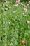 Edible poppy field, farm cultivation