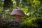 Edible porcini mushroom in autumn forest