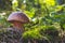 Edible porcini mushroom in autumn wood