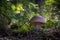 Edible porcini mushroom in forest