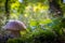 Edible porcini mushroom grow in forest