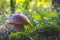 Edible porcini mushroom grow in nature