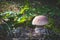 Edible porcini mushroom grow in season wood