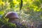 Edible porcini mushroom grow in wood