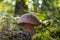 Edible porcini mushroom in season forest