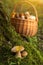 Edible porcini mushrooms in moss in autumn fall forest in sunlight closeup. Mushrooms in the basket