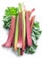 Edible rhubarb stalks on the white background