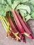 Edible rhubarb stalks on the wooden table.