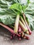 Edible rhubarb stalks on the wooden table