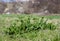 Edible Rumex patientia plant in the spring on the field.