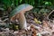 Edible Russula Mushroom Russula Aeruginea with a green sloping c