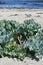 Edible Sea Kale (Crambe maritima)