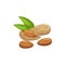 Edible seed of almond nut isolated shelled drupes