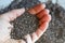 Edible seeds of chia, Salvia hispanica, a flowering plant of the mint family. Close-up. Chia seeds in the hand. Product for beauty